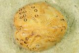 Sea Urchin (Lovenia) Fossil on Sandstone - Beaumaris, Australia #144383-1